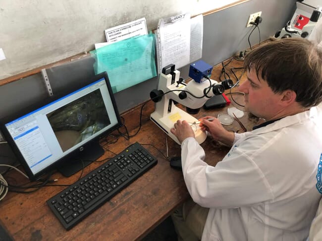 A researcher looking at prawns.